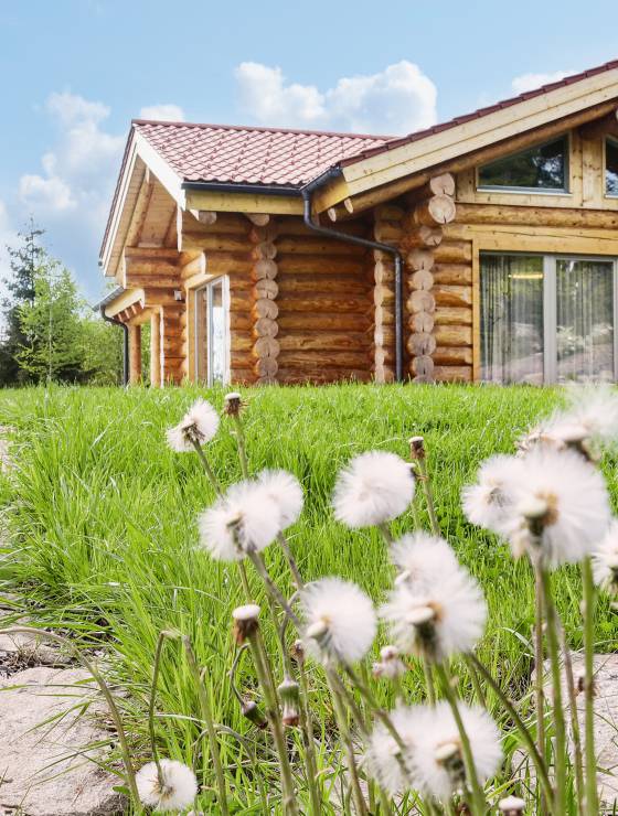 Holz Chalet im Grünen mit Pusteblumen im Vordergrund