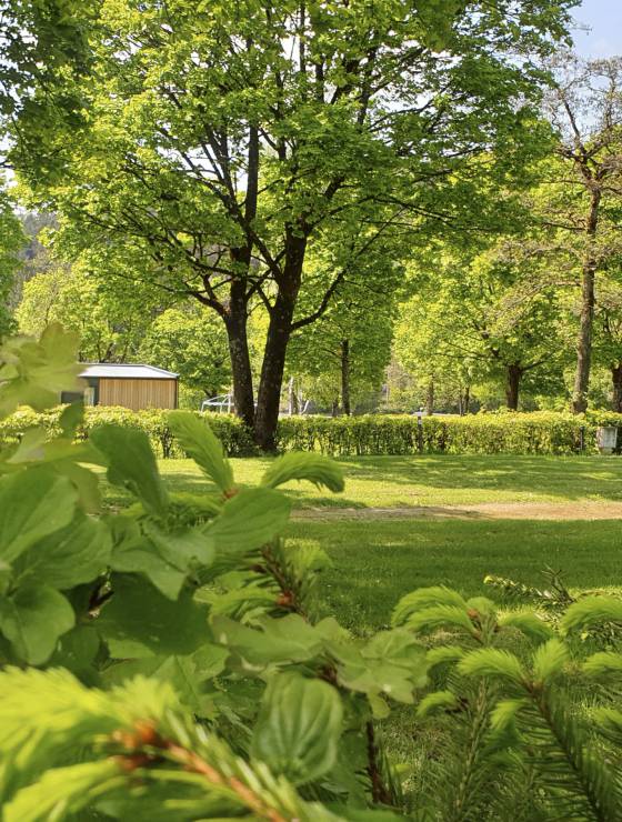 Gartenbereich mit vielen Büschen und Bäumen im Sommer