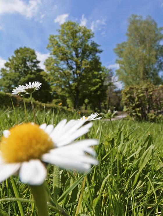 Nahaufnahme Wiese mit Gänseblümichen