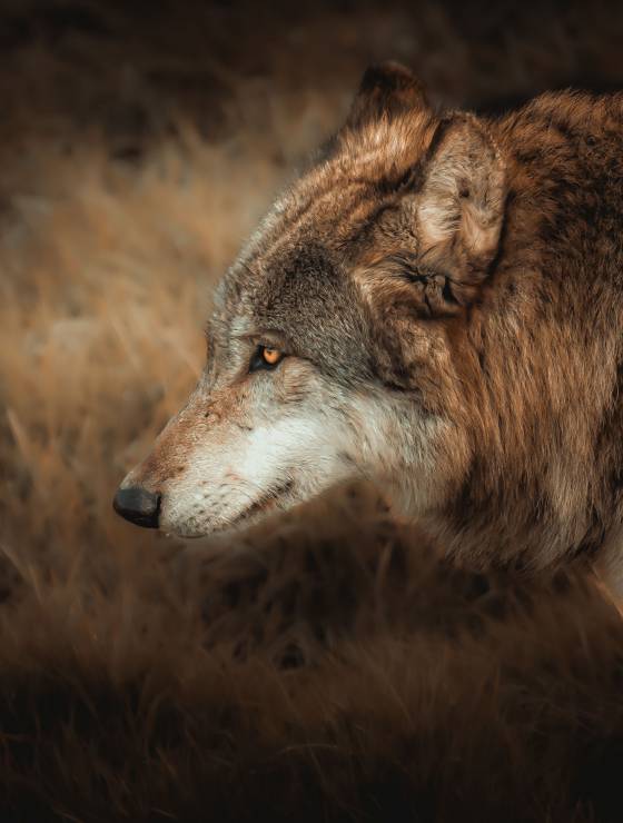 Tierpark Altenfelden - Wolfporfilbild